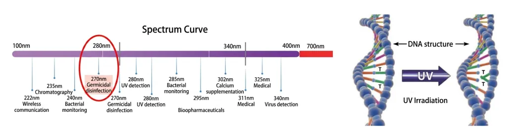 Diagram showing the UVC germicidal effectiveness curve and DNA/RNA absorption spectrum, with the absorption peak around 260–265nm and the selected 270–280nm waveband highlighted for UVC LED water disinfection.